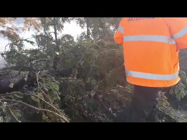 (VIDEO) Viscolul a doborât câțiva brazi pe Transalpina