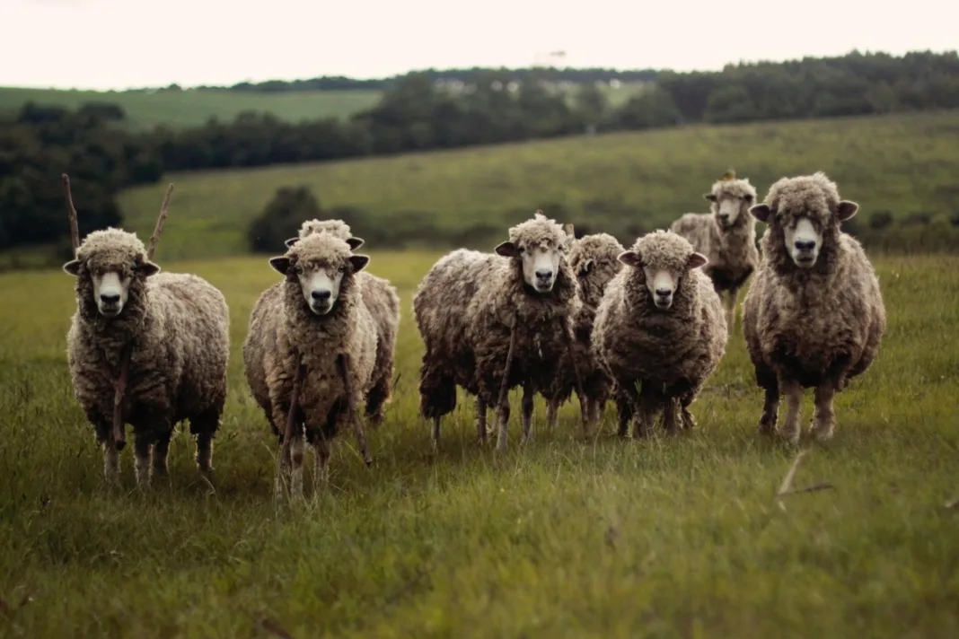 România va putea vinde ovine şi carne de ovine în Algeria