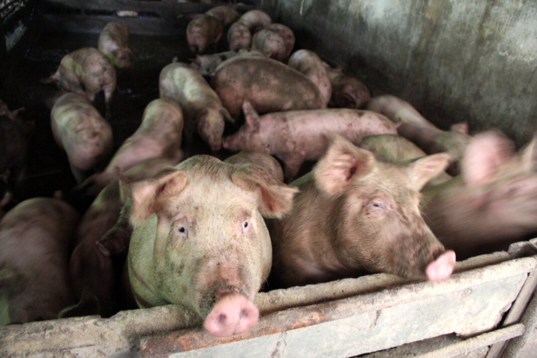 Un nou focar de pestă porcină africană Un nou focar de pestă porcină africană