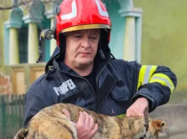 Câine, salvat de pompierii mehedințeni