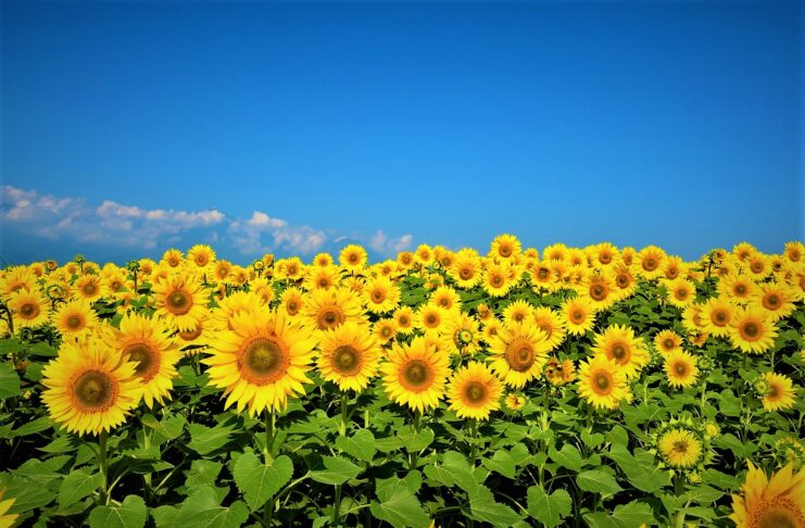 România s-a clasat anul trecut pe locul doi în UE la producţia de floarea- soarelui