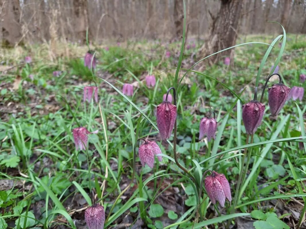Gorj: A înflorit laleaua pestriță în Pădurea Botorogi (Foto: Claudiu Fiu/Facebook)