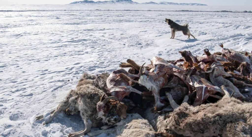 Aproape 5 milioane de animale au murit în cea mai grea iarnă din Mongolia