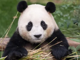 Fu Bao, primul panda celebru din Coreea de Sud, se va muta în curând într-o nouă casă în Chengdu, China