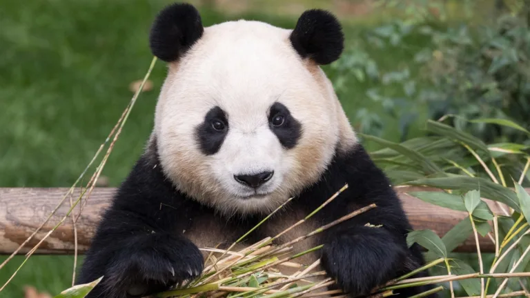 Fu Bao, primul panda celebru din Coreea de Sud, se va muta în curând într-o nouă casă în Chengdu, China