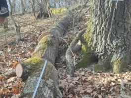 Mehedinți: Trei bărbați, prinși când tăiau și furau arbori din pădure