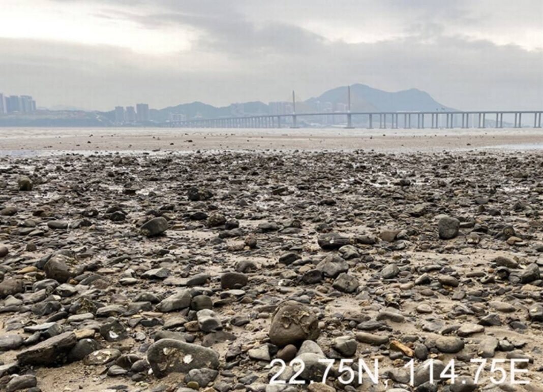 Creatura a fost găsită în zona intertidală de pe țărmul stâncos din Huidong