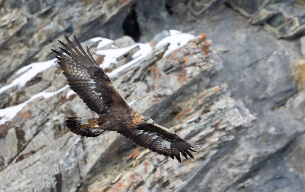 Vulturul i-a dat drumul parapantistului la aproximativ o sută de metri de zona de aterizare
