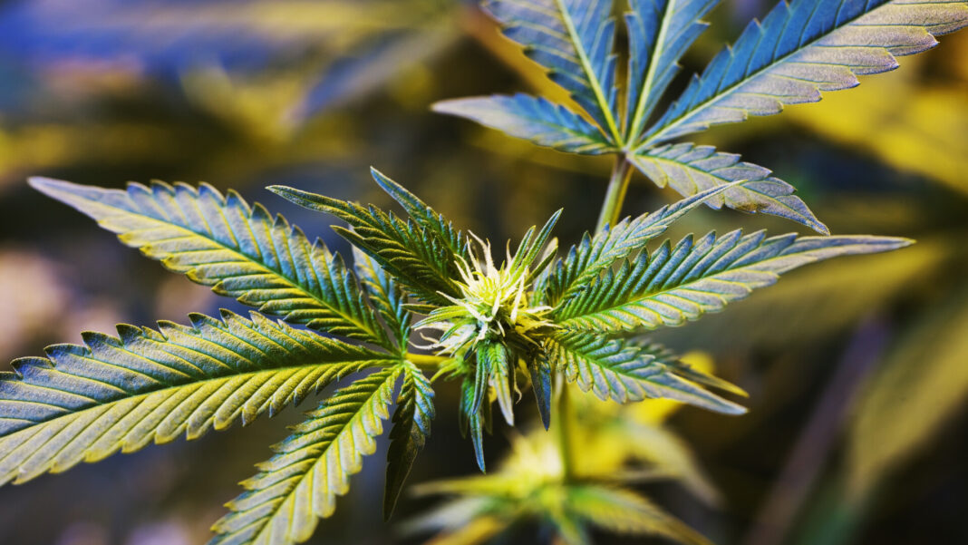 Canabisul recreaţional devine legal în Germania