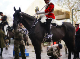 Londra: O persoană a fost rănită după ce mai mulţi cai din cavaleria regală au scăpat pe stradă