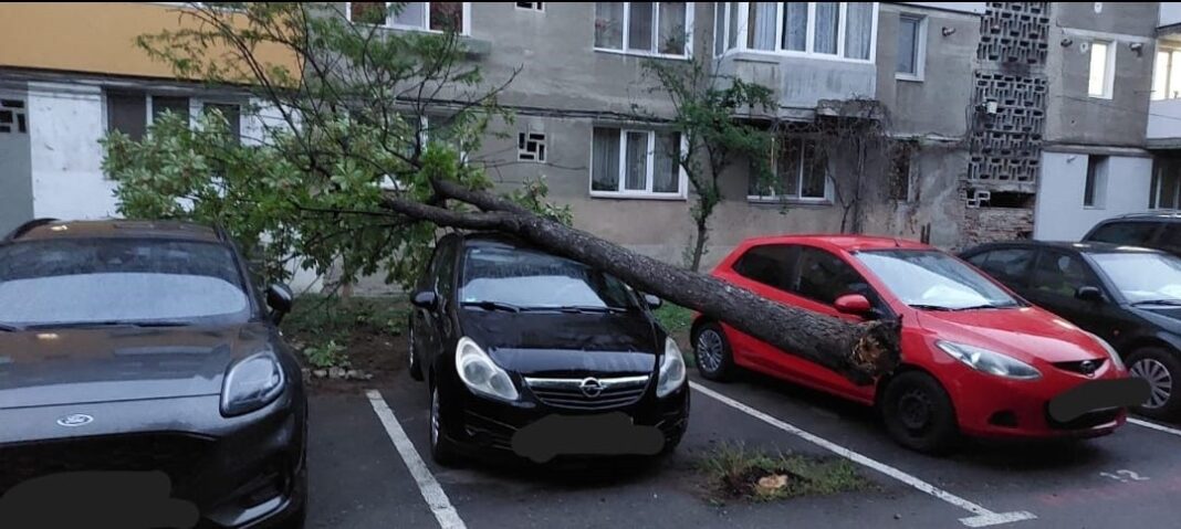 Copac doborât de vânt peste o mașină la Motru