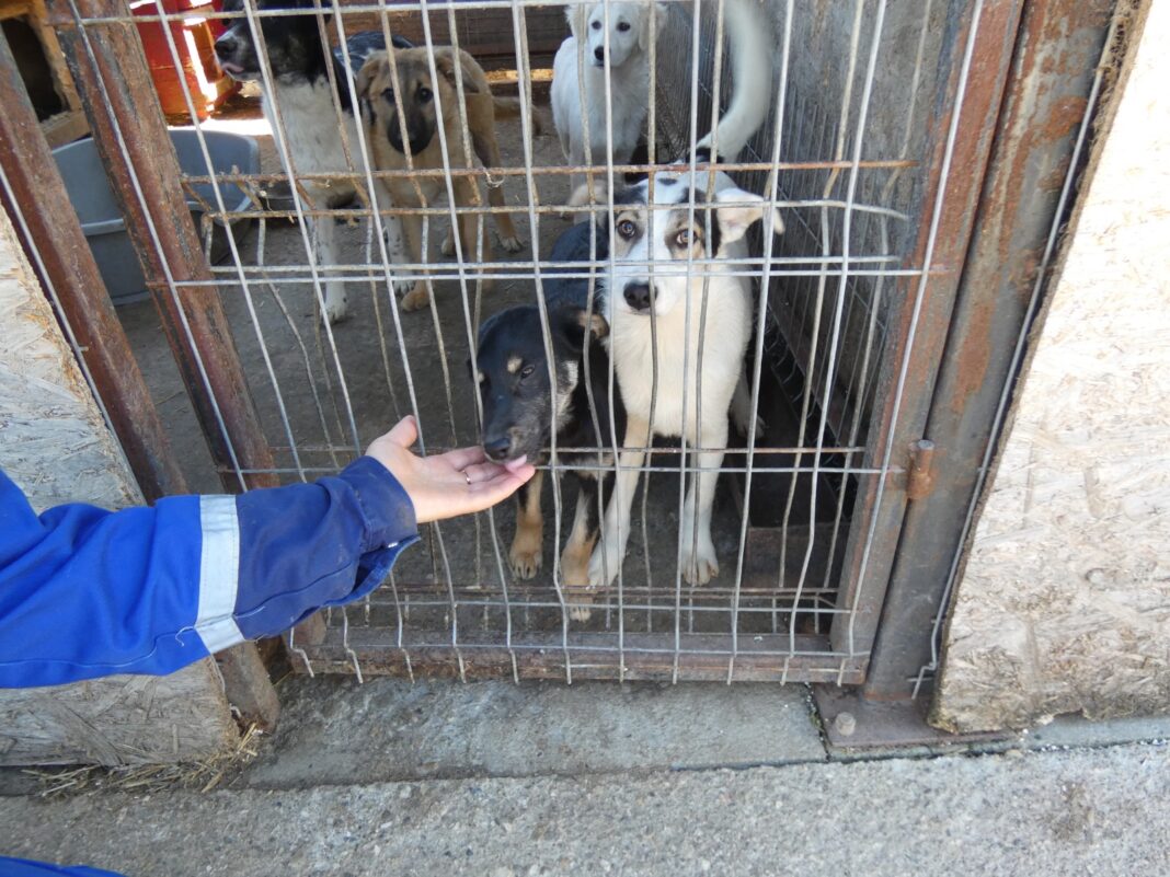 Târg de adopții de câini la Râmnicu Vâlcea
