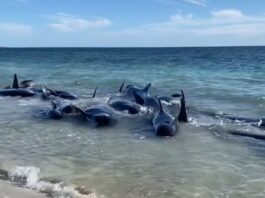 Peste 100 de balene-pilot au eșuat în Australia de Vest