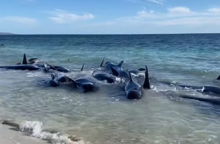Peste 100 de balene-pilot au eșuat în Australia de Vest
