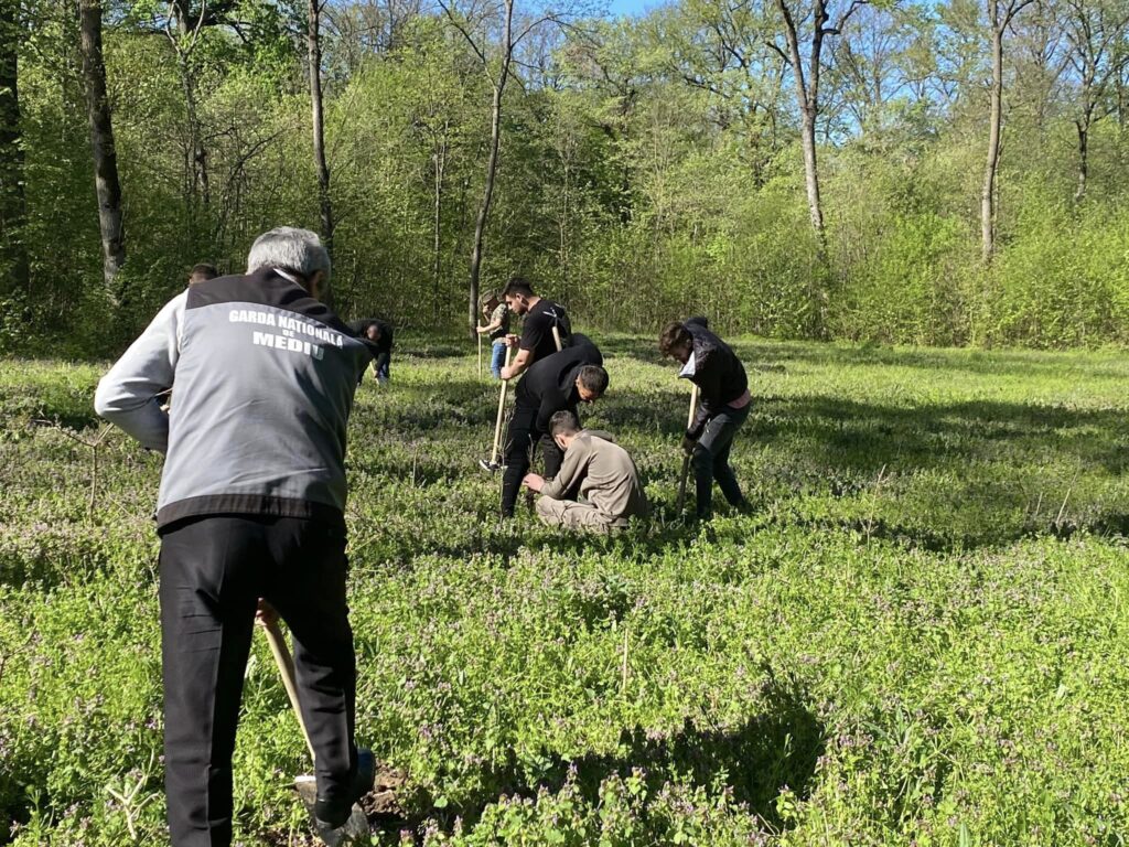 Comisarii Gărzii de Mediu Dolj au plantat copaci în pădurea Bratovoiești