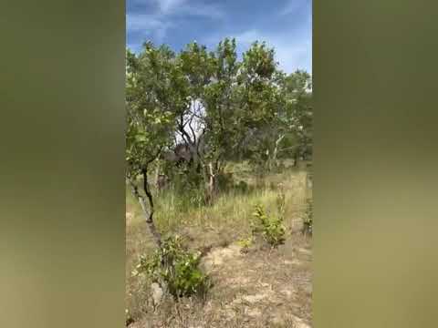 (VIDEO) Moment îngrozitor la un safari. O turistă a murit, după ce a fost atacată de un elefant