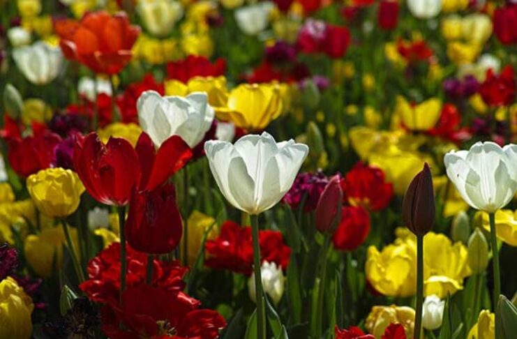 1,8 milioane de români își vor sărbători onomastica de Florii