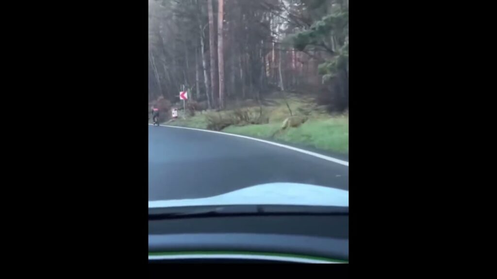(VIDEO) Un lup a fost filmat în zona Poiana Brașov alergând în urma unui biciclist