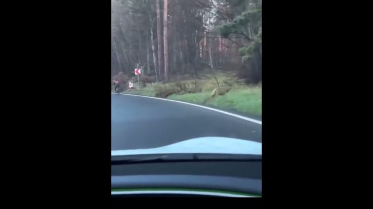 (VIDEO) Un lup a fost filmat în zona Poiana Brașov alergând în urma unui biciclist