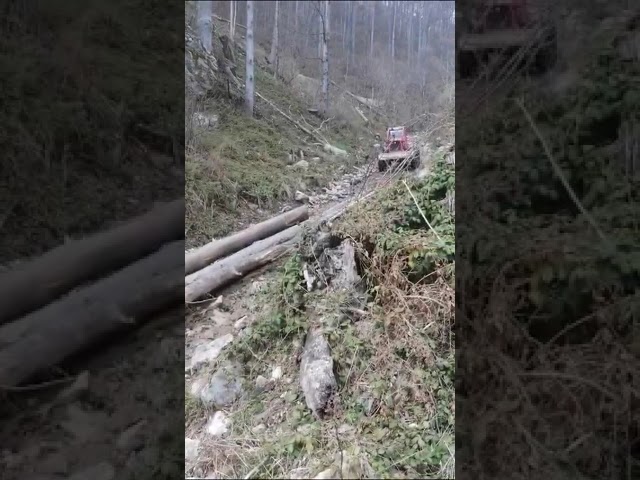 (VIDEO) Transportau bușteni prin albia unor pârâuri de munte