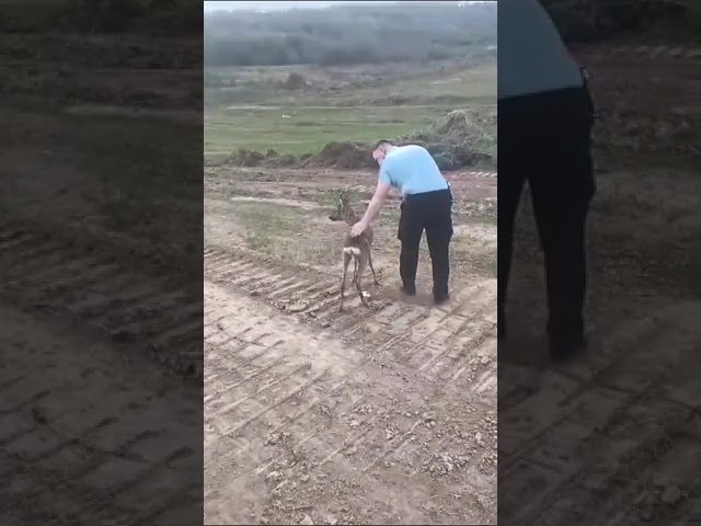(VIDEO) Căprior rămas blocat într-o curte, salvat de jandarmi