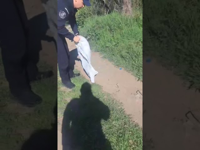 Pui de viperă, eliberat de jandarmi dintr-o clădire de birouri din Mehedinți