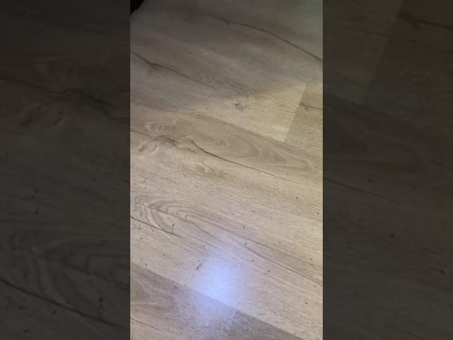 Un bloc din Craiova este invadat de mii de gongi. Acestea urcă din subsol până la etajul patru