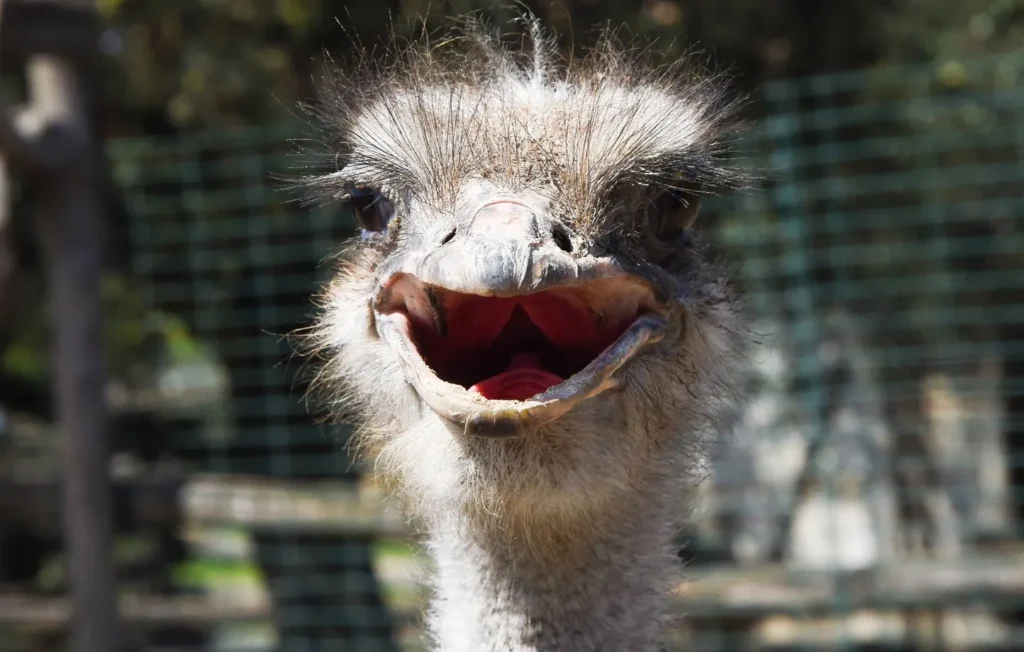 Un struţ de la zoo a murit după ce a înghiţit cheile furate de la un angajat