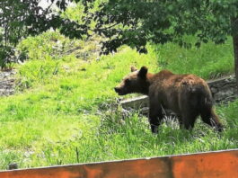 Mesaj Ro-Alert: Urs semnalat într-o gospodărie din Polovragi