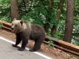 Turistă atacată de urs în apropiere de barajul Vidraru