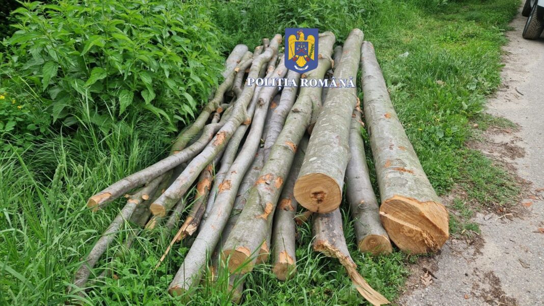 A fost identificată cantitatea de aproximativ 6 m.c. de material lemnos, aceasta fiind ridicată în vederea continuării cercetărilor.