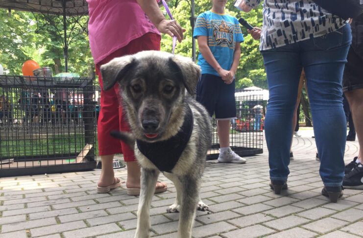 Târg de adopţii canine în Parcul „Romanescu“ Craiova