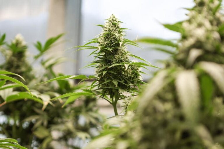 SUA va reclasifica marijuana ca drog mai puțin periculos