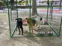 Târgul de adopții canine devine o tradiție lunară la Râmnicu Vâlcea