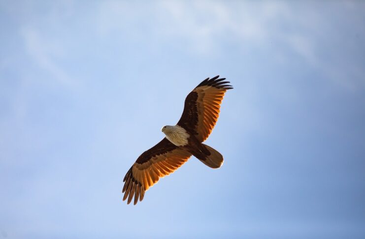 Vulturii își schimbă traiectoria de zbor pentru a evita conflictul din Ucraina, spun cercetătorii