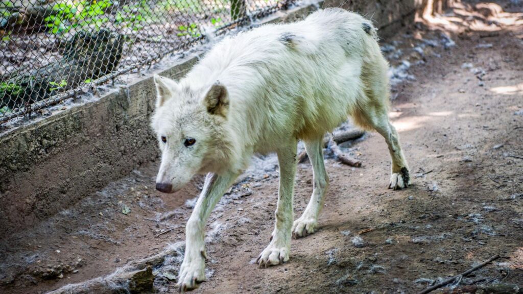 Femeie atacată de lupi într-un parc safari de lângă Paris