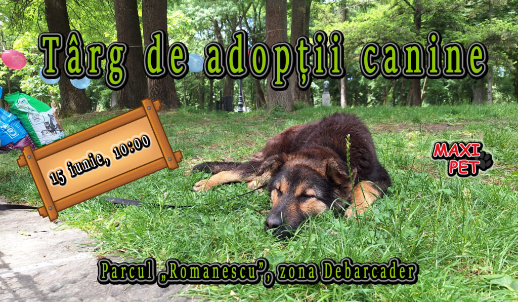 Adoptă un câine fără stăpân!