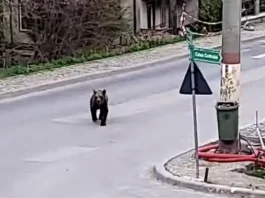 Urs văzut pe o stradă din Sinaia. Cetățenii, avertizați prin RO-ALERT
