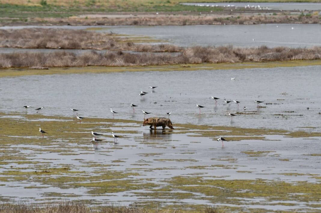 350 de şacali vor fi extraşi din Delta Dunării până în primăvara anului viitor