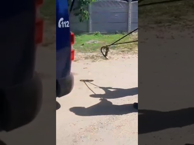 Mehedinţi: Şarpe de peste un metru şi jumătate, îndepărtat de jandarmi dintr-un garaj