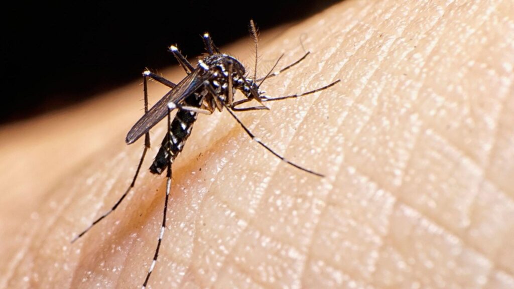 Țânțarii tigru din spatele febrei dengue se înmulțesc în Europa