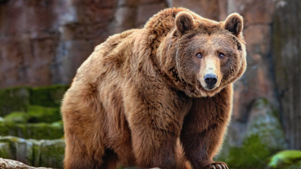 Analize pentru a se stabili dacă ursul care atacat o tânără pe Jepii Mici era turbat