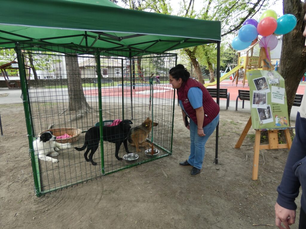 Vâlcea: Târgul de adopții canine se suspendă până la toamnă