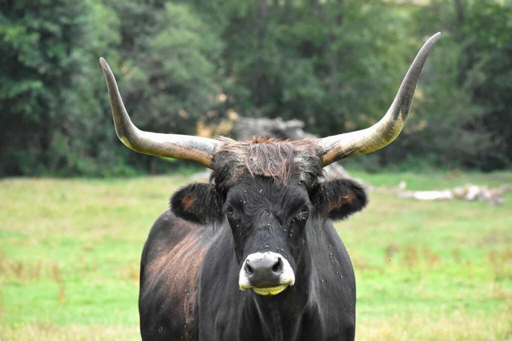 Bărbat lovit de taur la o mănăstire de lângă Iași