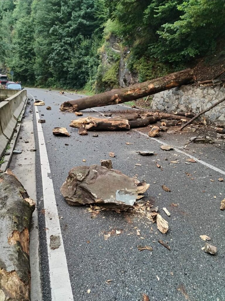 Trafic blocat pe DN 7, la Călimăneşti, de un copac doborât de vânt