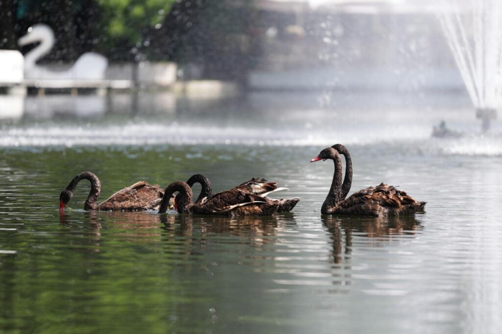În Parcul Romanescu au fost aduse cinci lebede negre