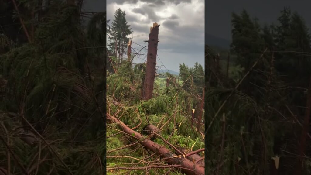 (VIDEO) O pădure din Maramureș, pusă la pământ de o furtună