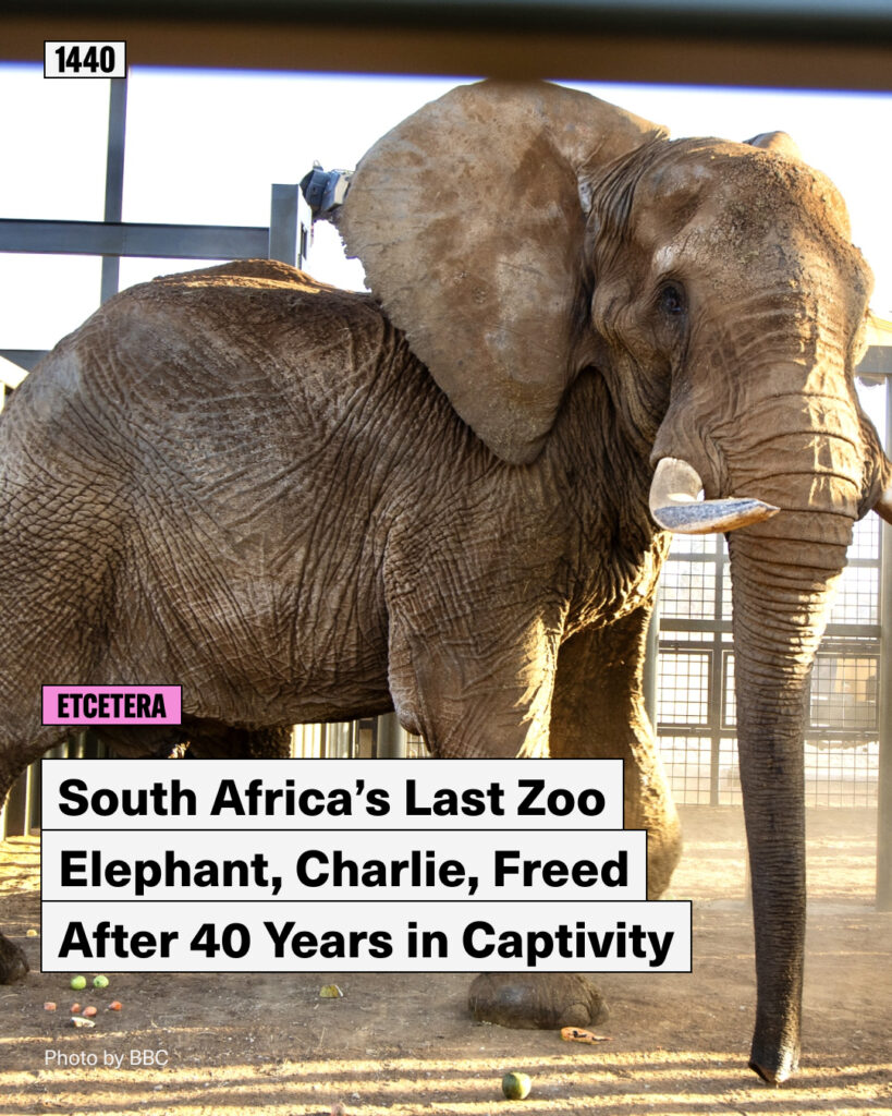 Ultimul elefant de la grădina zoologică din Africa de Sud, eliberat după 40 de ani