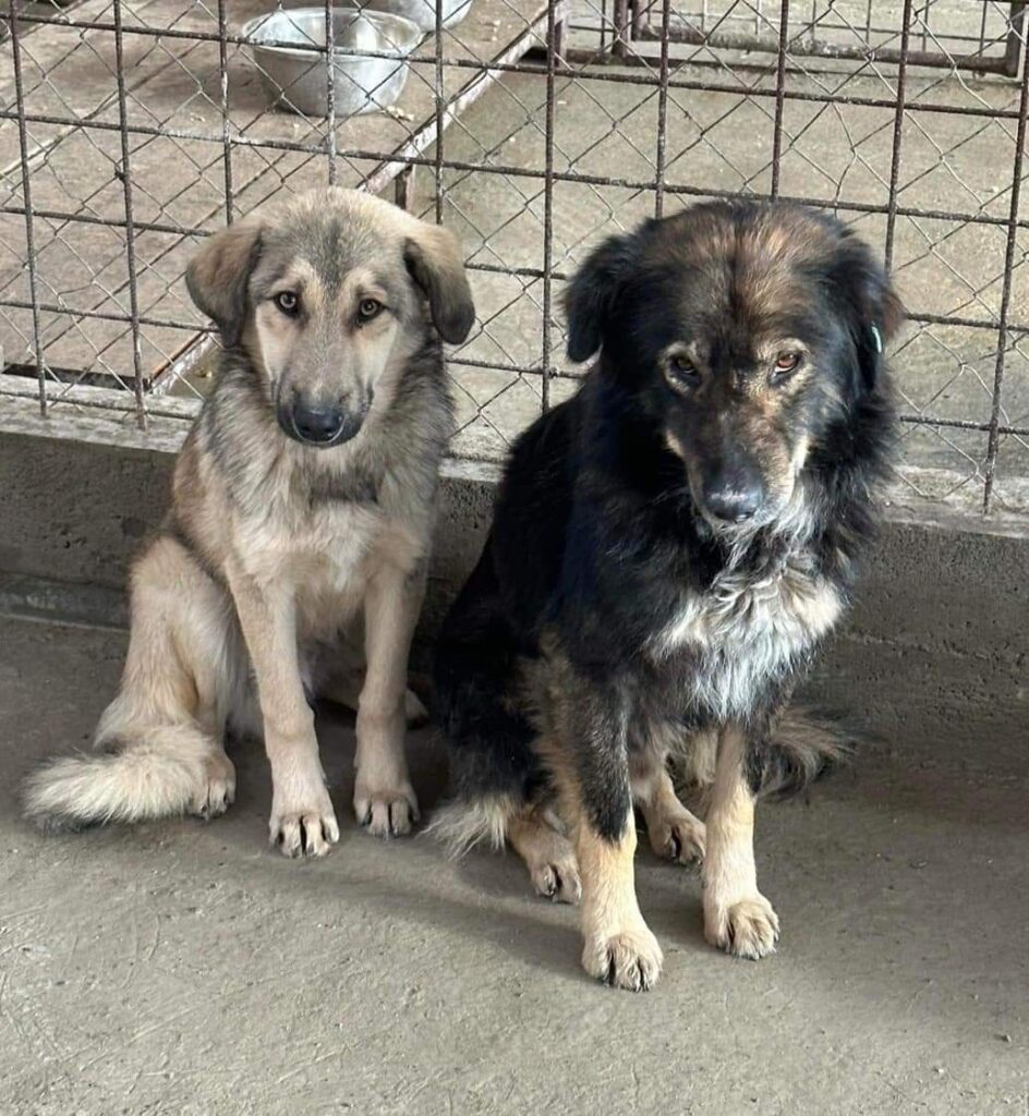 60 de câini din adăpostul public Târgu Jiu, eutanasiați pe motiv că nu au fost adoptați