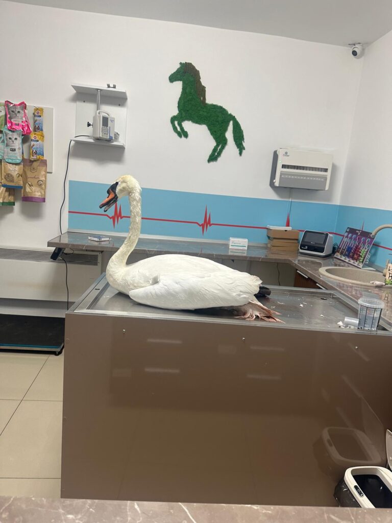 Polițiștii olteni au salvat o lebădă aflată în suferință